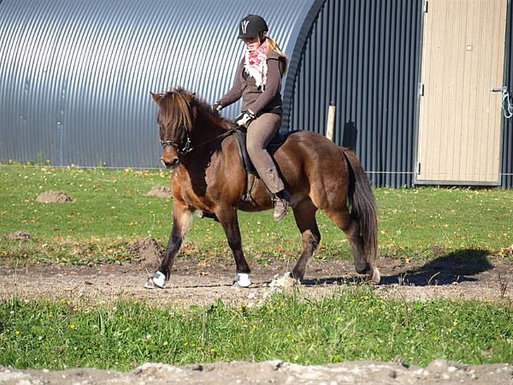 Islænder Leistur fra bakkakoti - D. 14-10-09 Taget af Sofia G billede 13