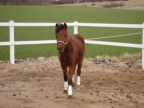 Pinto Araber Nala Stream Valley billede 15