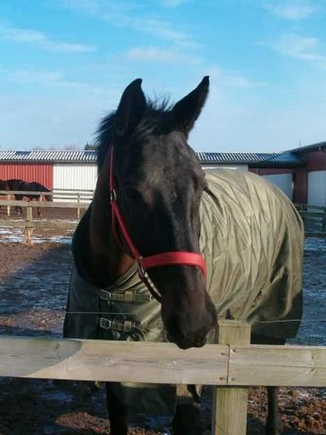 Oldenborg E-line Af Hvarre *R.I.P* billede 1