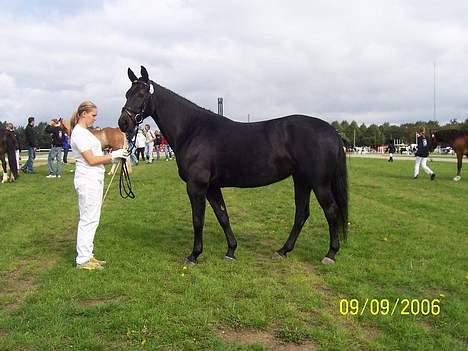 Oldenborg E-line Af Hvarre *R.I.P* - St. Hestedag 2006 billede 2