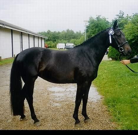 Oldenborg E-line Af Hvarre *R.I.P* - Kåring 4 år billede 3