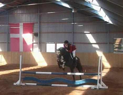 Oldenborg E-line Af Hvarre *R.I.P* - springstævne 70cm. billede 4