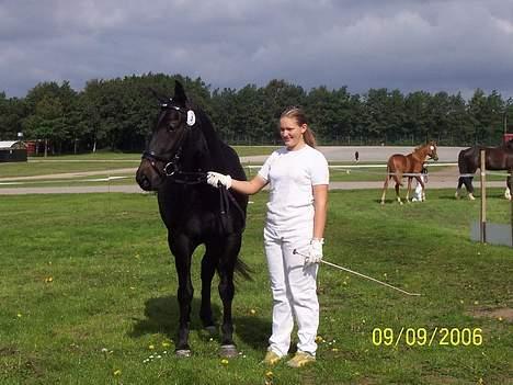 Oldenborg E-line Af Hvarre *R.I.P* - st. hestedag billede 7