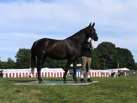 Oldenborg E-line Af Hvarre *R.I.P* - Agility billede 8