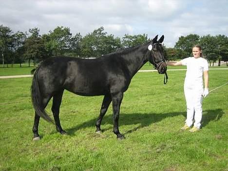 Oldenborg E-line Af Hvarre *R.I.P* - St. hestedag billede 9