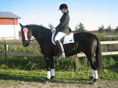 Oldenborg E-line Af Hvarre *R.I.P* - Klubmester 2006 ØSR billede 10