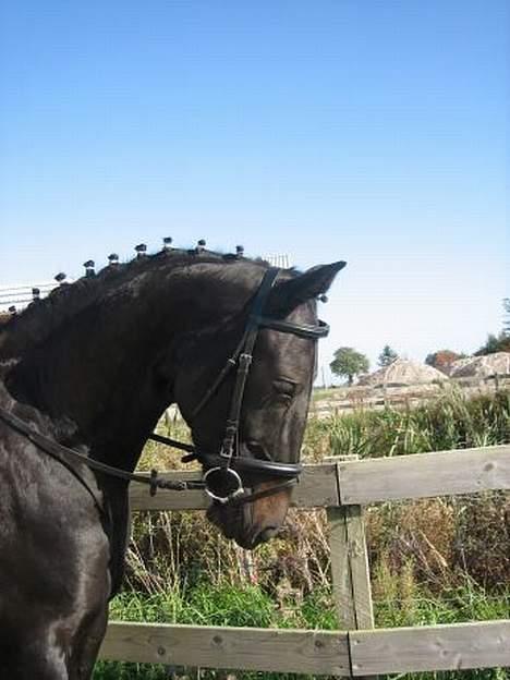 Oldenborg E-line Af Hvarre *R.I.P* billede 11