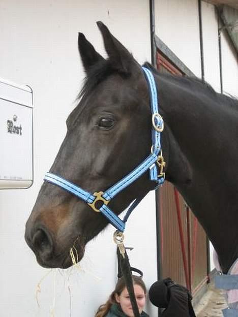 Oldenborg E-line Af Hvarre *R.I.P* - på Tur billede 13