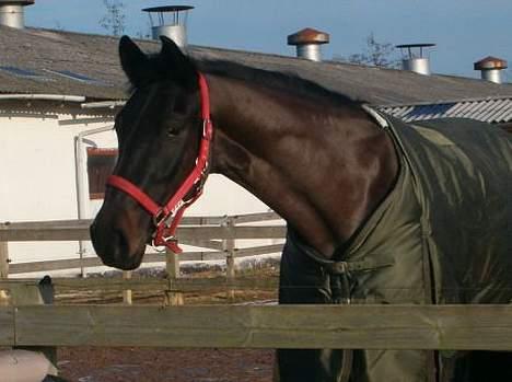 Oldenborg E-line Af Hvarre *R.I.P* billede 14