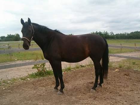 Oldenborg E-line Af Hvarre *R.I.P* - Sommer rund billede 16