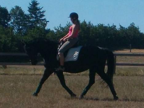 Oldenborg E-line Af Hvarre *R.I.P* - genoptræning billede 17