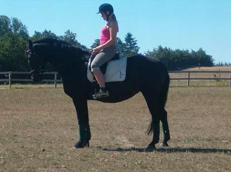 Oldenborg E-line Af Hvarre *R.I.P* - genoptræning billede 18