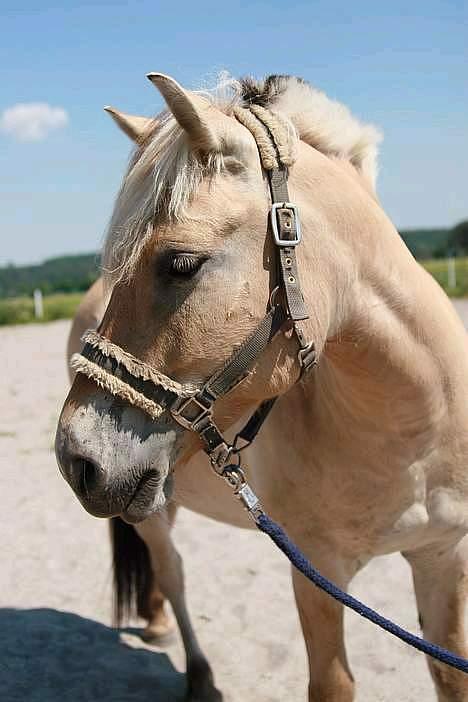 Fjordhest Valsølilles Emil - Også nogle fra mine konfirmations billeder :-) billede 1