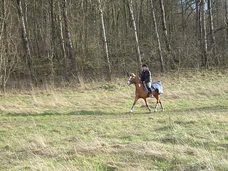 Arabisk fuldblod (OX) Piaff - Fuld fart i udkanten af skoven, marts 2007 billede 8