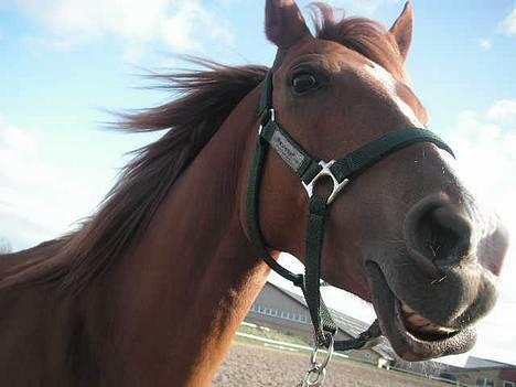 Haflinger Lady  - Heh. Er man lidt opmærksom? ;) billede 1