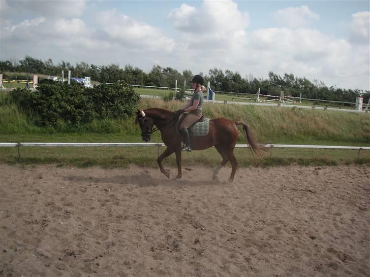 Haflinger Lady  - haha´ trøjen ned i bukserne :P ! billede 2
