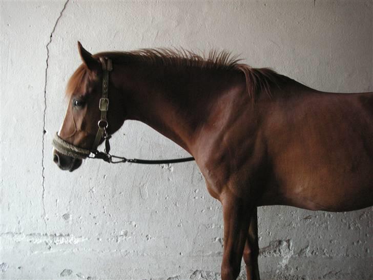 Haflinger Lady  - Hehe ? :) <´´3 billede 3