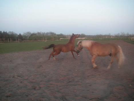 Haflinger Lady  - Miin´<33 billede 4