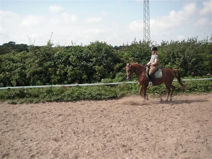 Haflinger Lady  billede 5