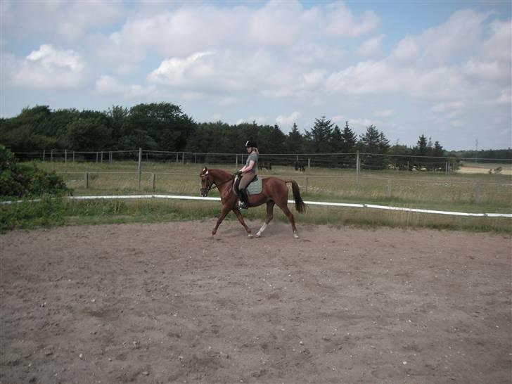 Haflinger Lady  - K , men dårligt ! billede 6