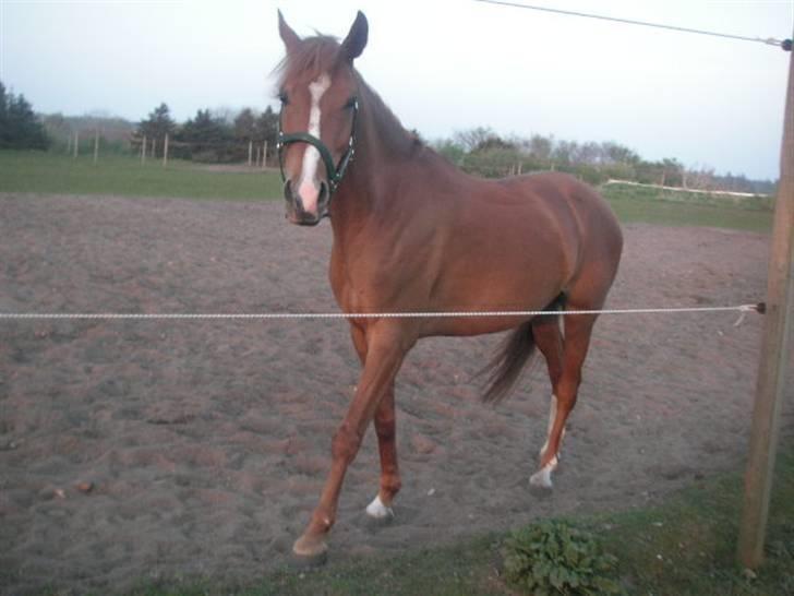 Haflinger Lady  - ;D billede 7