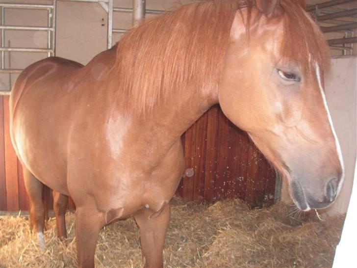 Haflinger Lady  - hehe, lidt træt? xD billede 8