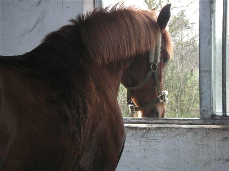 Haflinger Lady  - 8) billede 9