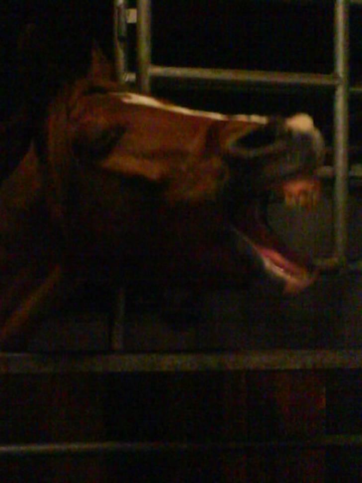 Haflinger Lady  - :b hehe billede 10