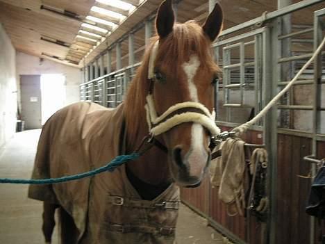 Haflinger Lady  - Haaaiiiijh Lady ?! <´´3 ^_____^ billede 11