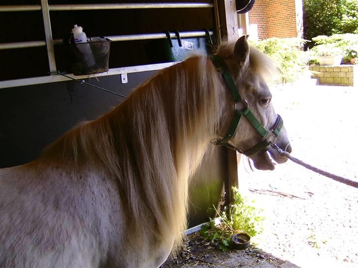 Shetlænder ~Mozart~ <3 - =) billede 13