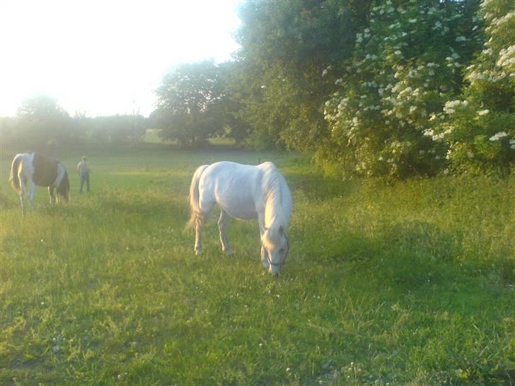 Shetlænder ~Mozart~ <3 - Mums.. billede 14