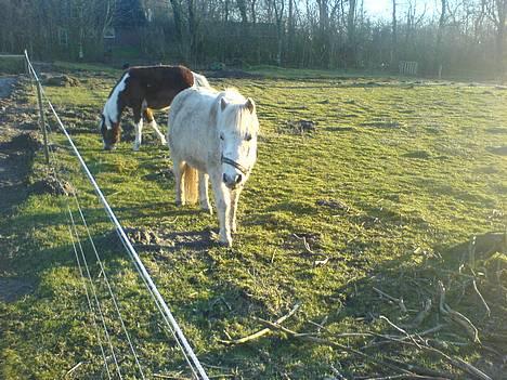 Shetlænder ~Mozart~ <3 - På vej her hen <3 billede 15