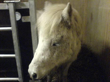 Shetlænder ~Mozart~ <3 - <3 Love him <3 billede 16