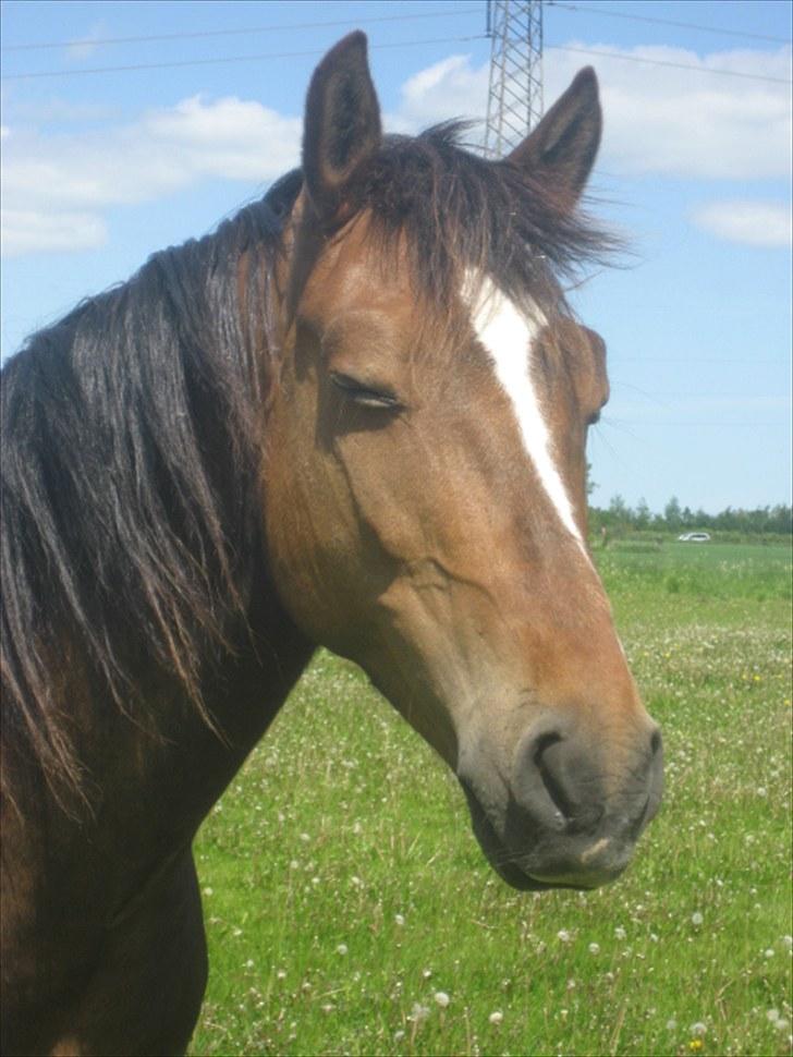 Anden særlig race jamie billede 7