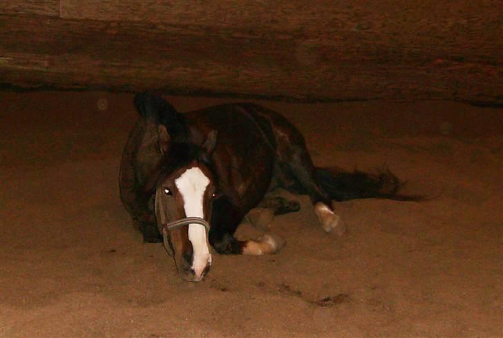 Anden særlig race Tilde - Tilde<3 billede 6