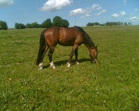 Anden særlig race jamie billede 4