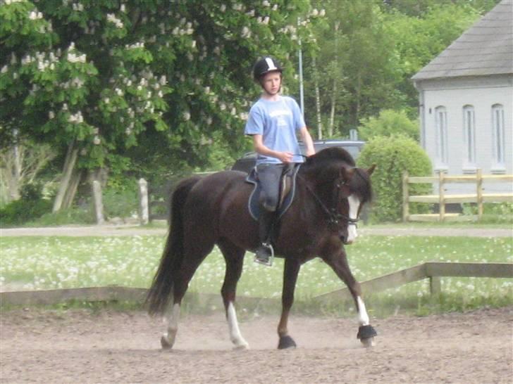 Anden særlig race Tilde billede 7