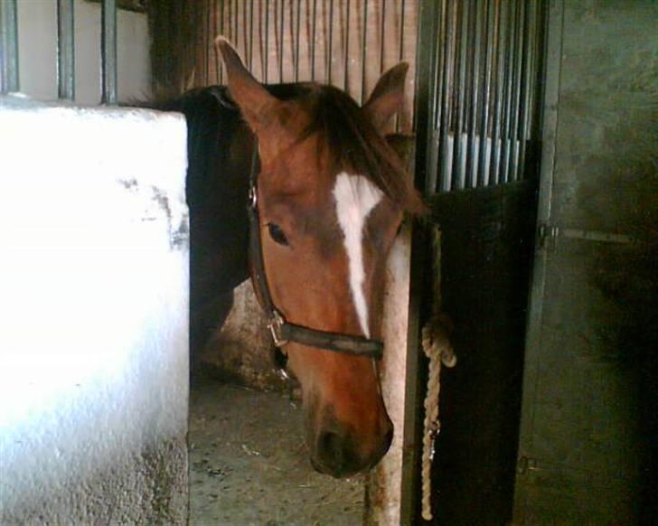 Anden særlig race jamie billede 14