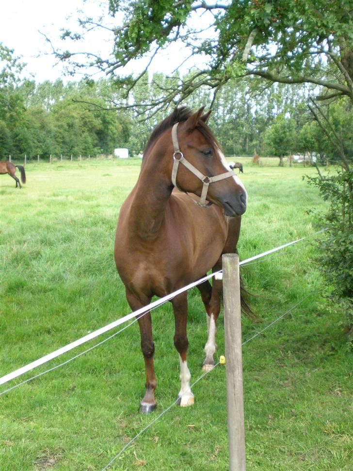 Anden særlig race Tilde billede 8