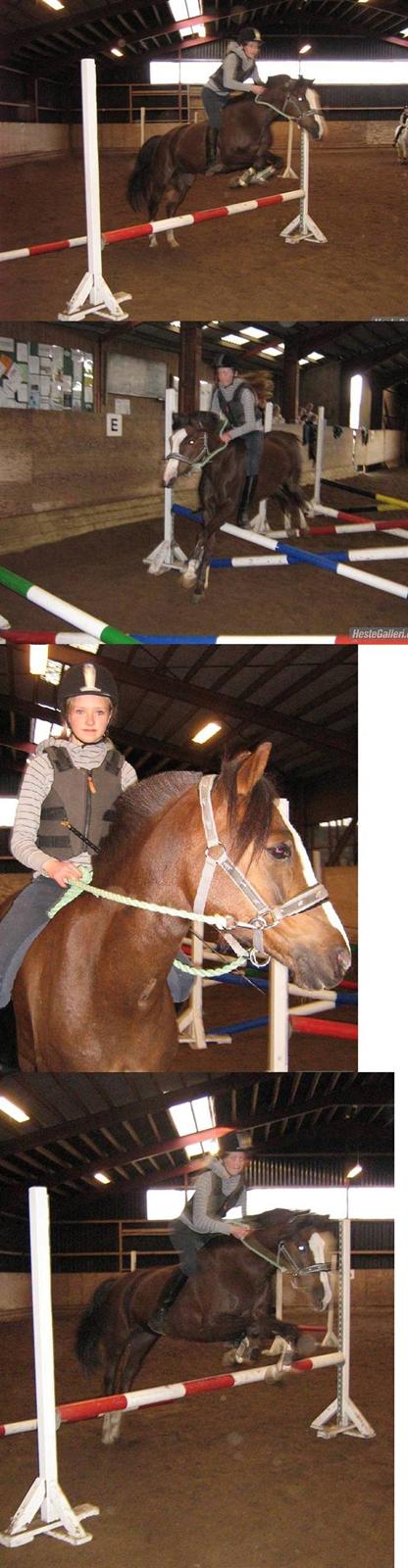 Anden særlig race Tilde - Tilde til gymnastikspringning . 07/08'  billede 9