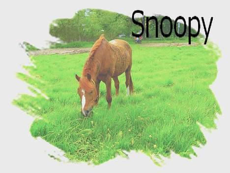 Anden særlig race Snoopy - Elevpony - snoops på fold<3tak for billederne sara:P billede 11