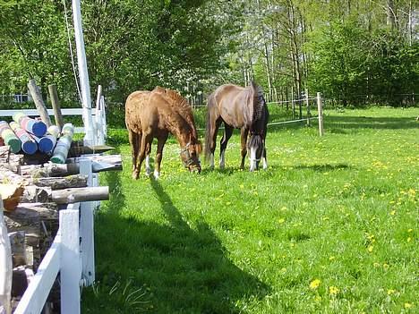 Anden særlig race Snoopy - Elevpony - mine to basser på fold<3 billede 12