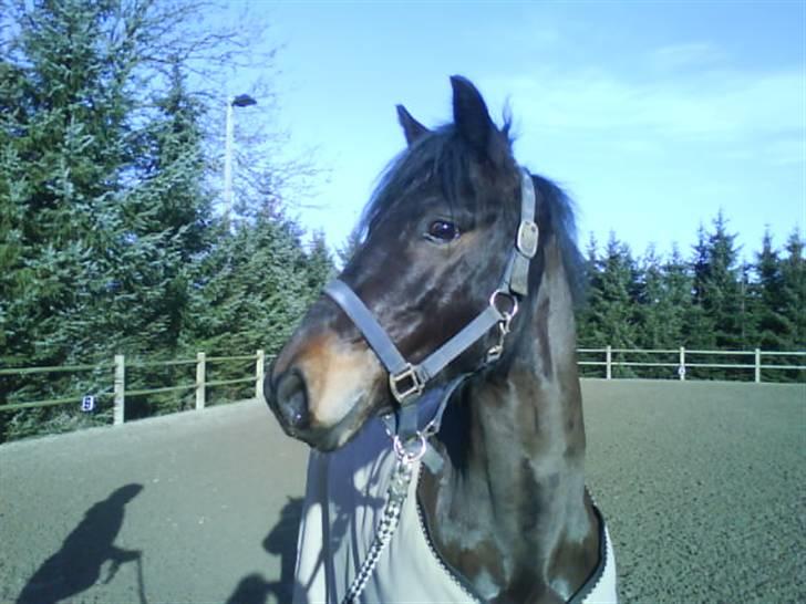 Connemara Nørlunds Falcon <33 ©® - Smukke Falabella <3©® billede 1