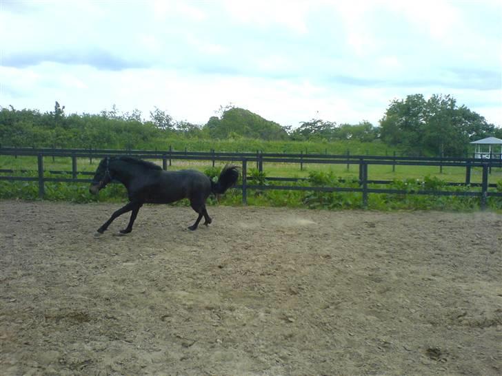 Connemara Nørlunds Falcon <33 ©® - Galop galop.. hehe der er altid fart på den pony.. ©® billede 3