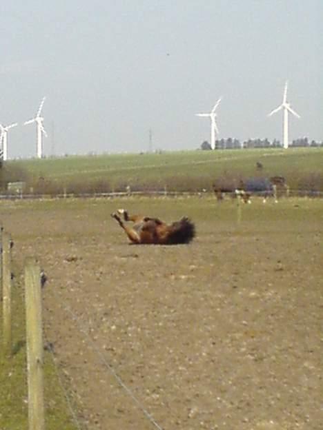 Anden særlig race Ofelia gammel part - ruller lige på mark billede 7