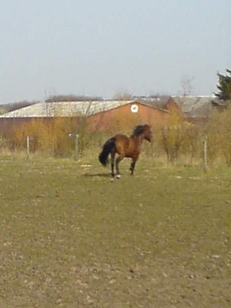 Anden særlig race Ofelia gammel part - kigger væk for vil ikke have taget billeder billede 8