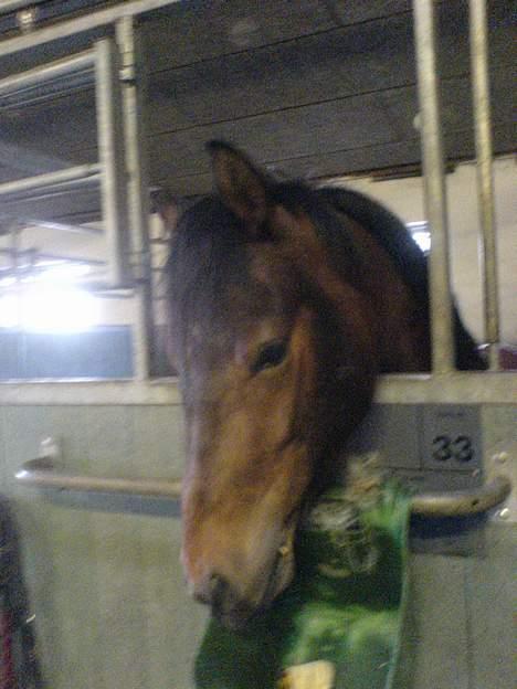 Anden særlig race Ofelia gammel part - kan se mad billede 9