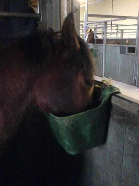 Anden særlig race Ofelia gammel part - spiser lige billede 10