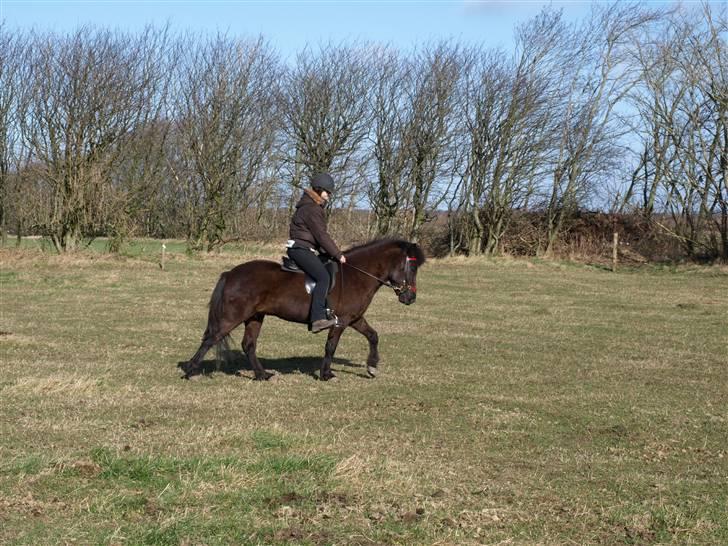 Islænder Bjalla Fra Slette Å solgt - August 07. 4.5 :) billede 17