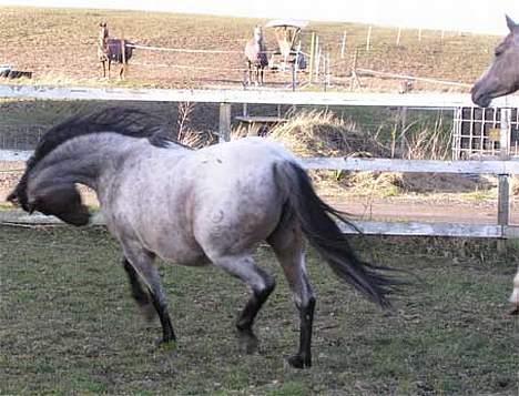 Welsh Pony af Cob-type (sec C) Bjerregårds Paulowa - Paulowa vifter lidt med hovdet som i ser! billede 6